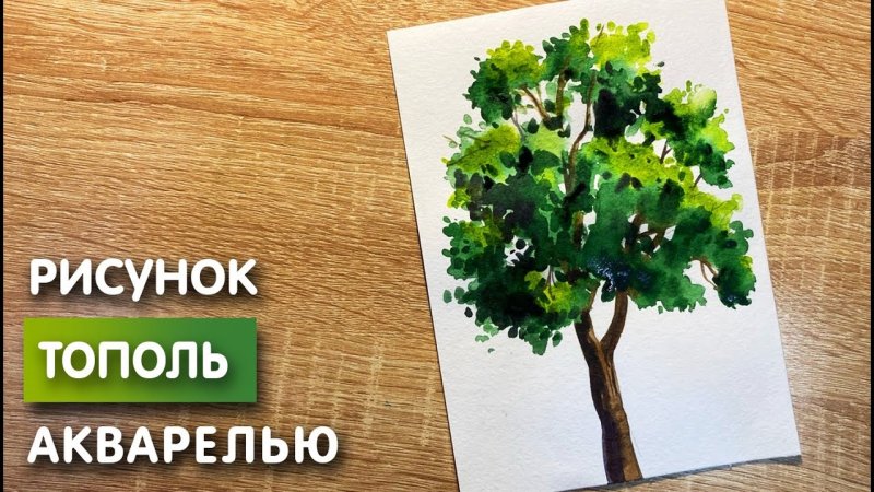 Рисуем тополя акварелью