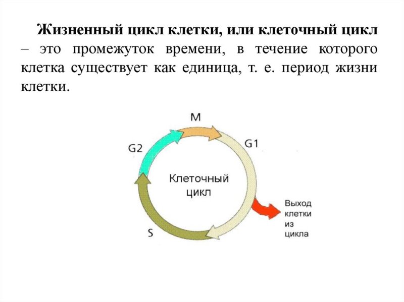 схема стадий жизненного цикла клетки