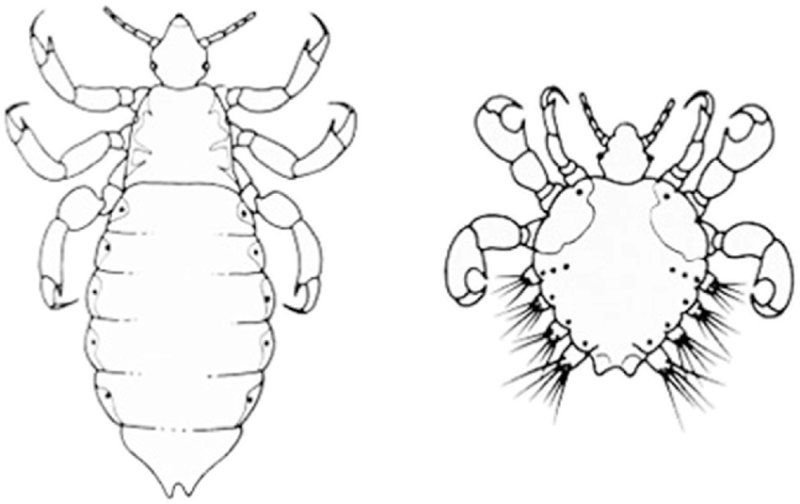 Pediculus humanus строение