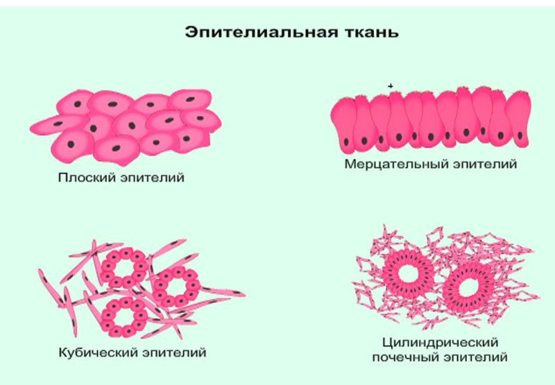 Эпителиальная ткань клетки животных
