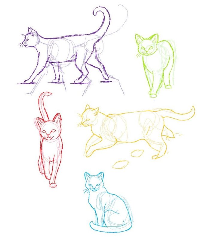 Кошка спереди референс
