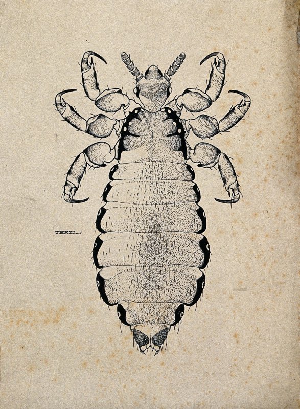 Вошь платяная (Pediculus humanus humanus