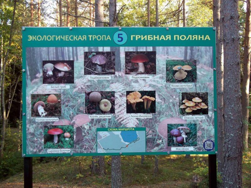 Станции экологической тропы