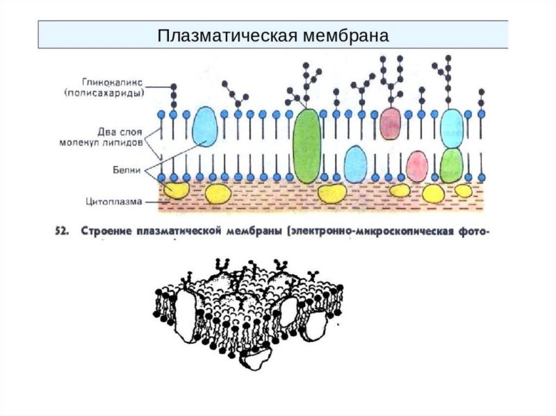 Плазматическая мембрана плазмалемма