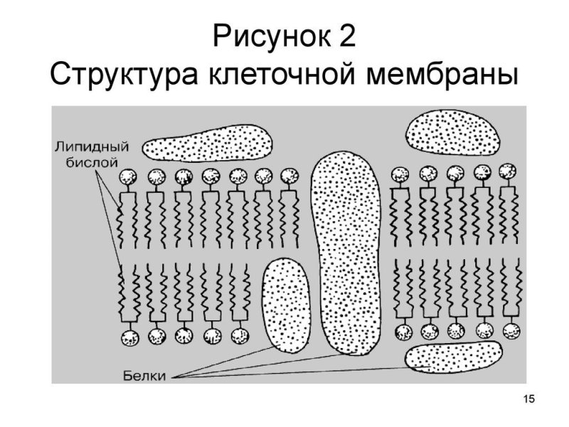 Строение плазматической мембраны клетки
