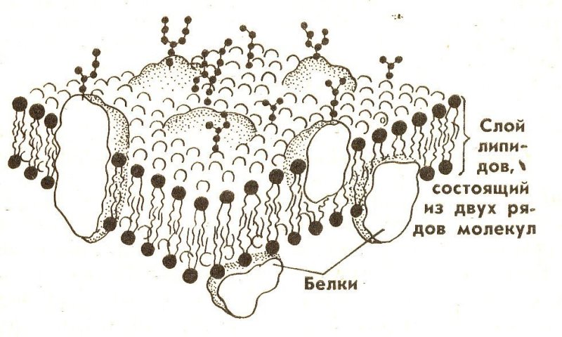 Клеточная плазматическая мембрана