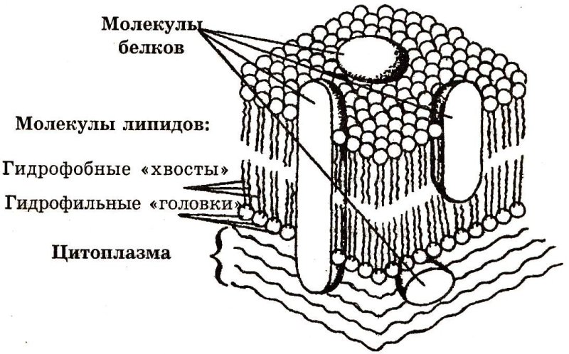 Схема строения плазматической мембраны рисунок