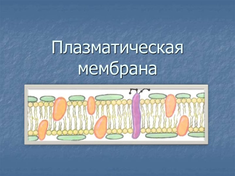Плазматической мембраны клетки легкие