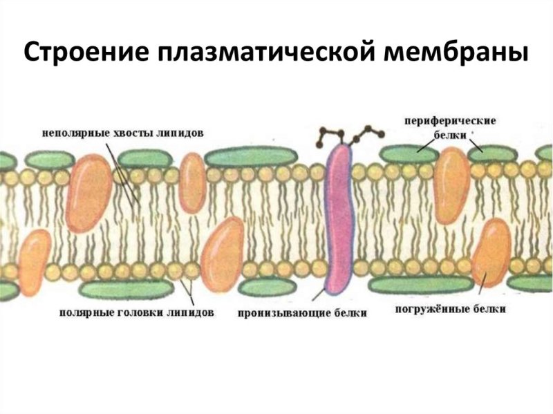 Строение плазматической мембраны эукариотической клетки