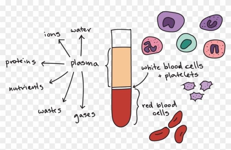 Клетки крови эритроциты лейкоциты тромбоциты рисунок