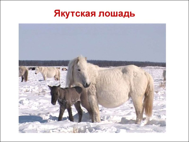 Саха Ата Якутская лошадь