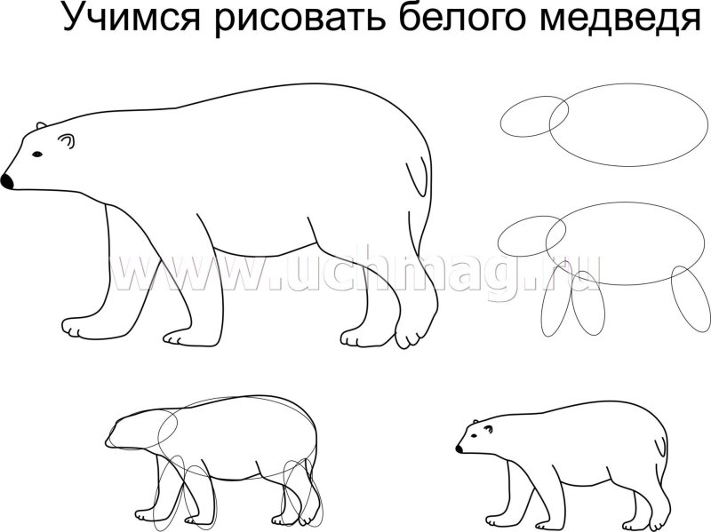Схема рисования медведя для детей