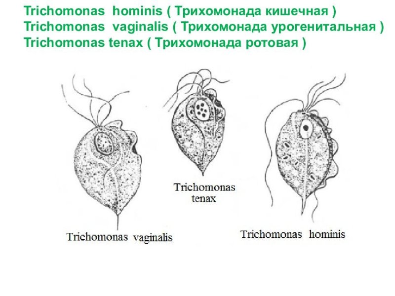 Кишечная трихомонада строение
