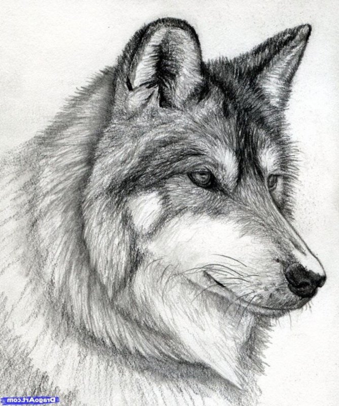 Волк рисунок