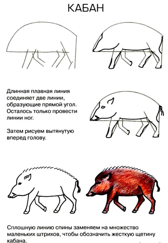 Как нарисовать кабана поэтапно