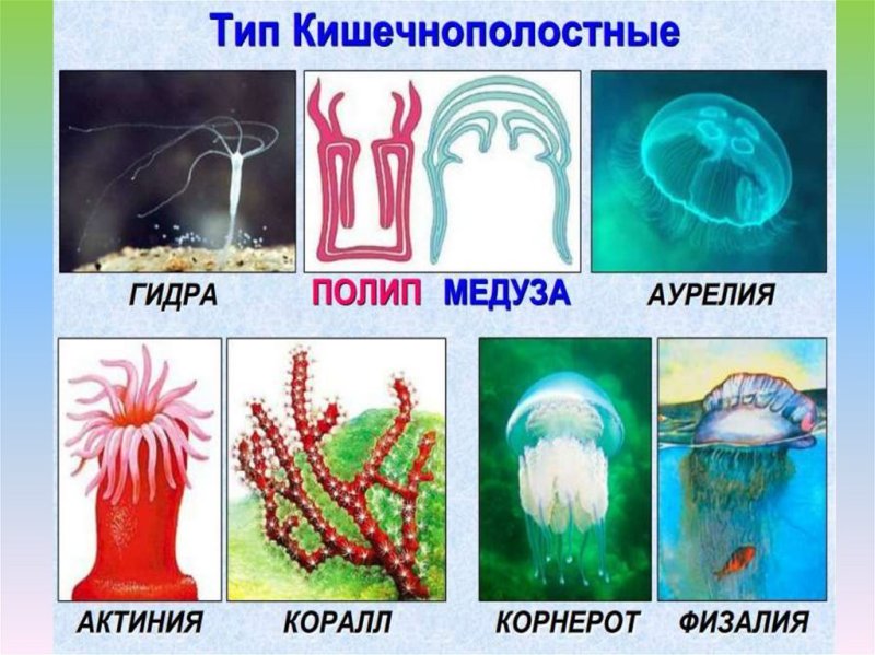 Тип Кишечнополостные