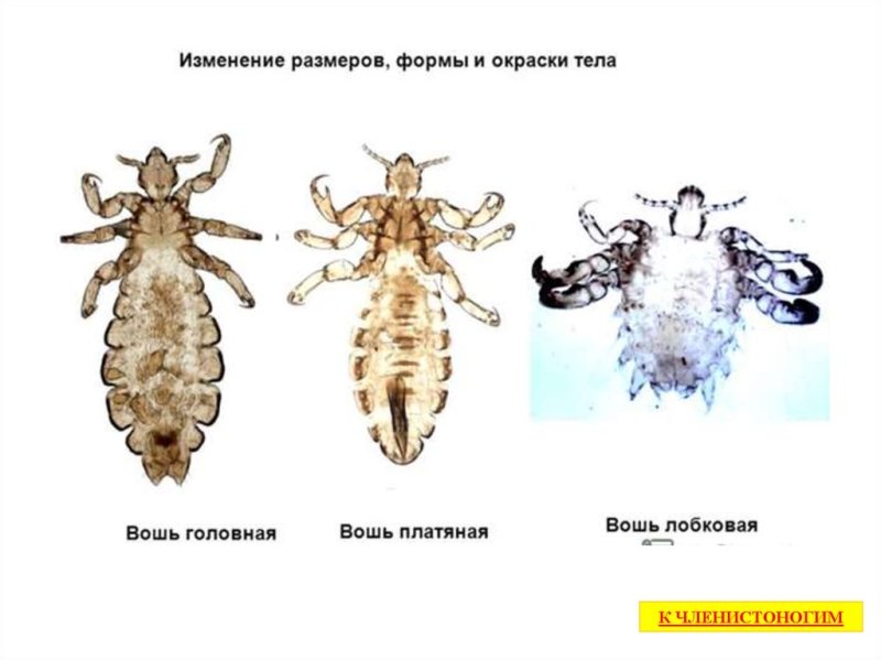 Головная и платяная вошь