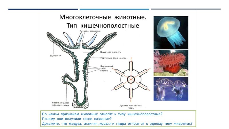 Строение кишечнополостных животных 7 класс