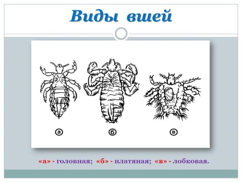 Платяная вошь строение стигмы