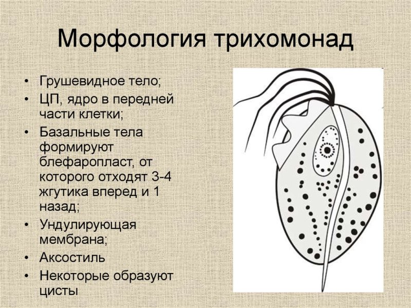 Урогенитальная трихомонада строение