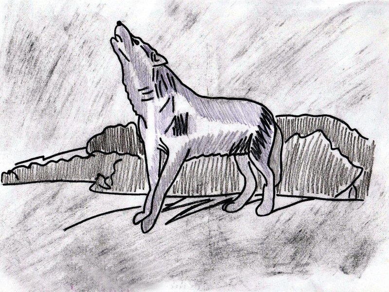 Рисунок белый клык Джек Лондон