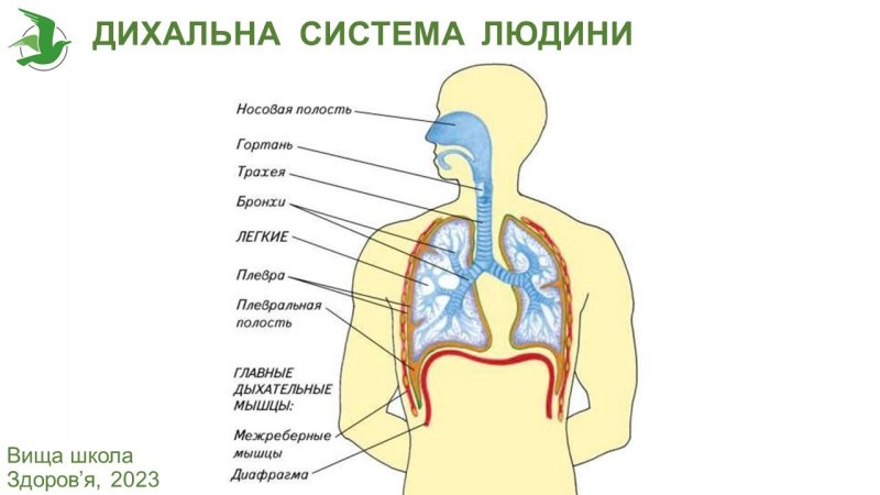 Дыхательная система строение и функции дыхательных путей.