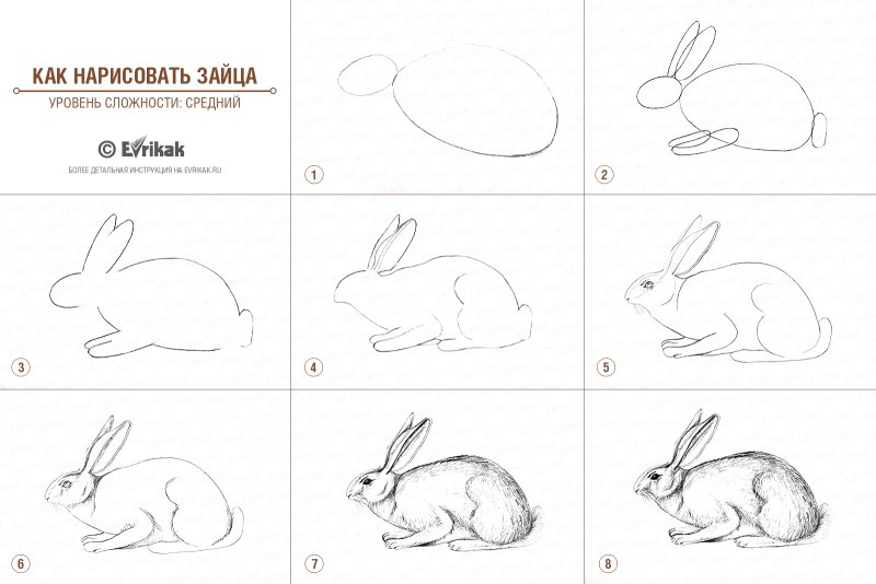 Заяц Беляк нарисовать поэтапно