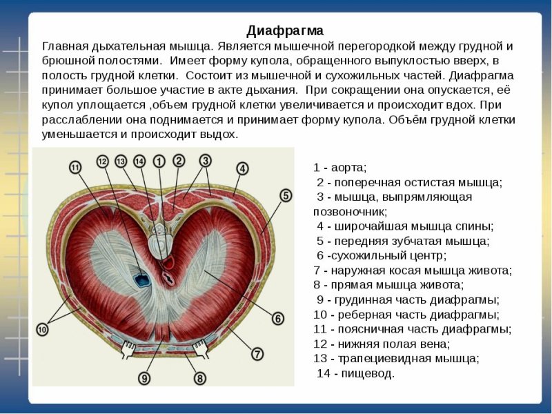 Диафрагма анатомия человека мышцы