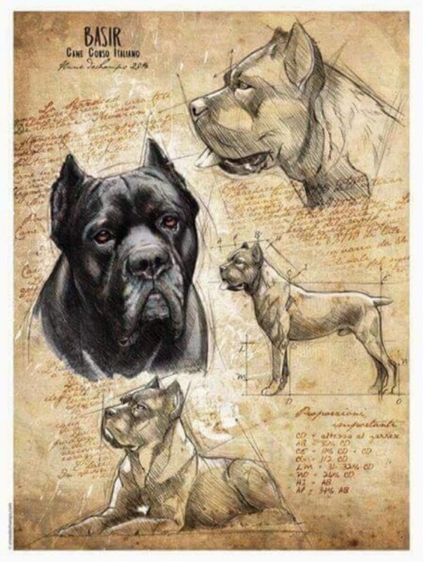 Кане Корсо