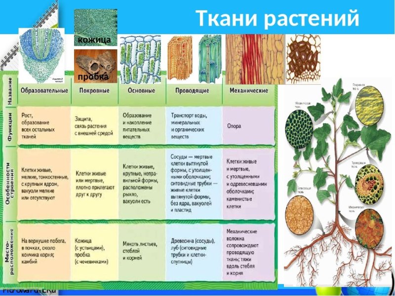 Таблица ткани растений 6 класс биология и их функции