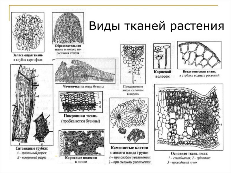 Образовательная ткань растений ЕГЭ биология