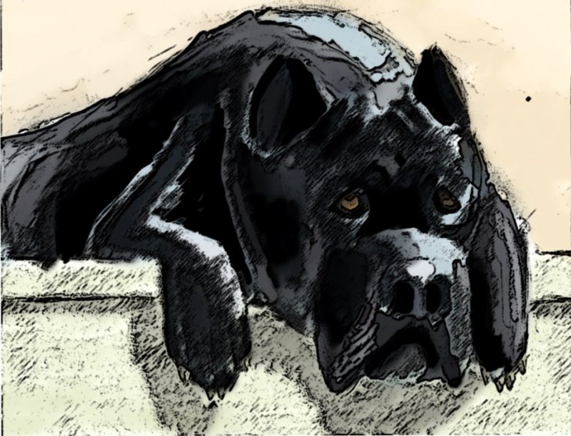 Кане Корсо рисунок