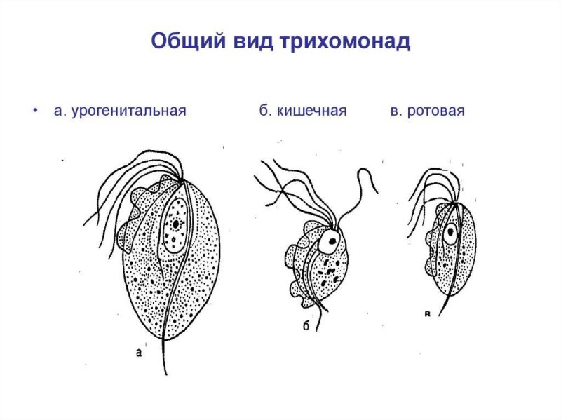 Кишечная трихомонада строение