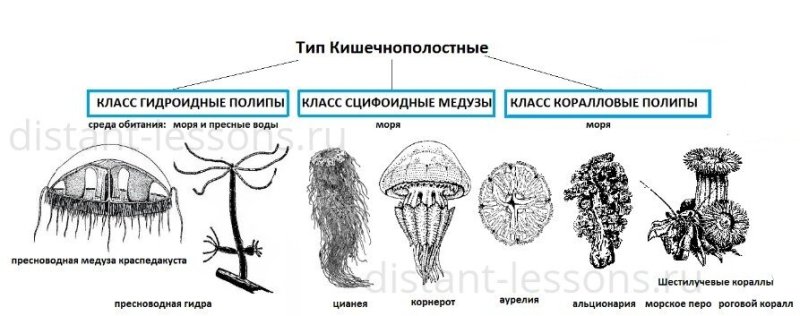Классификация многообразие кишечнополостных