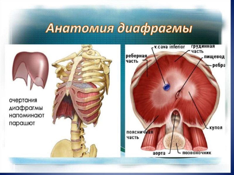 Строение диафрагмы