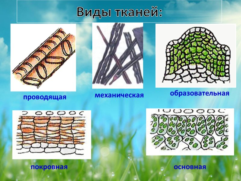 Образовательная основная покровная Проводящая механическая ткань