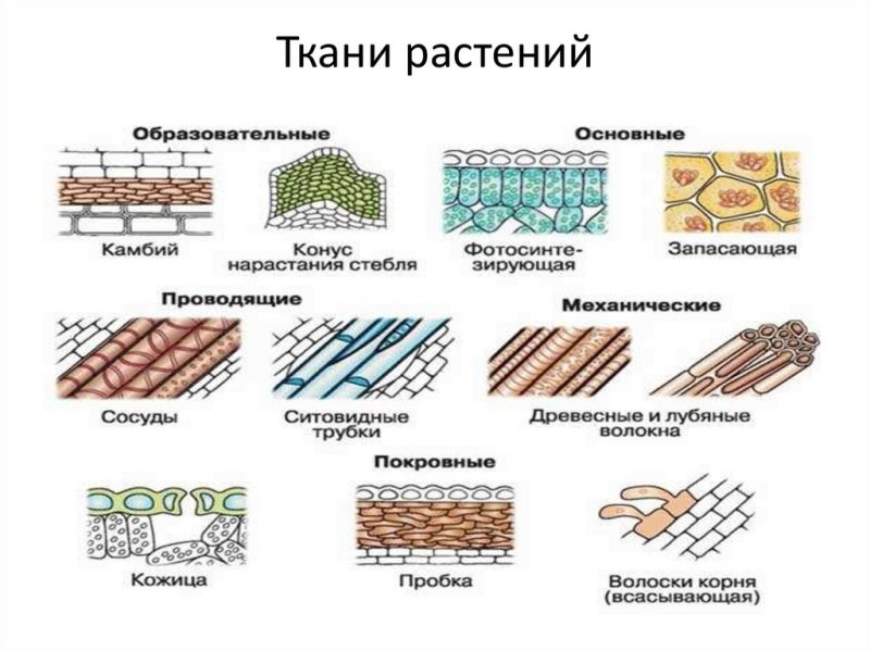 Ткани растений 7 класс биология