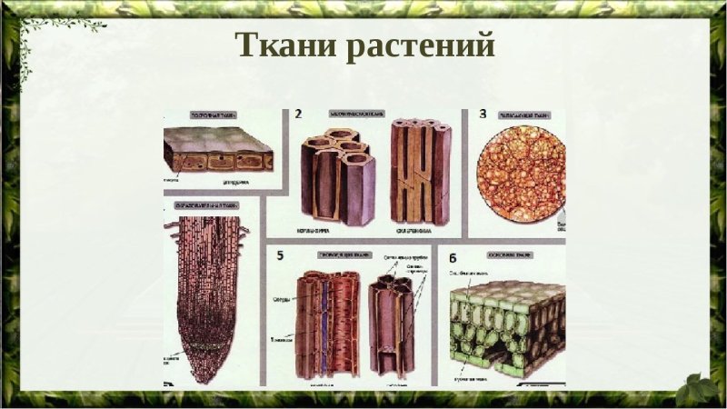 Строение тканей 6 класс биология