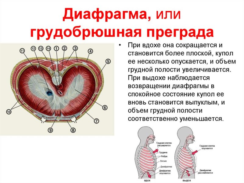 Диафрагма расположение части отверстия функции