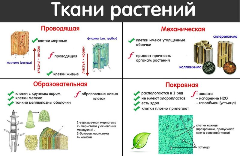 Строение ткани растений 6 класс по биологии