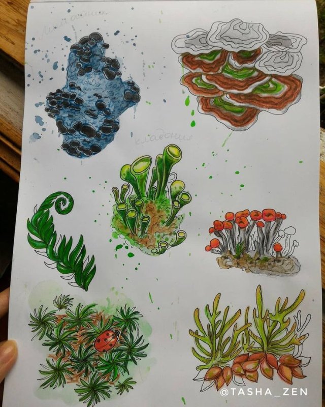 Мох для срисовки
