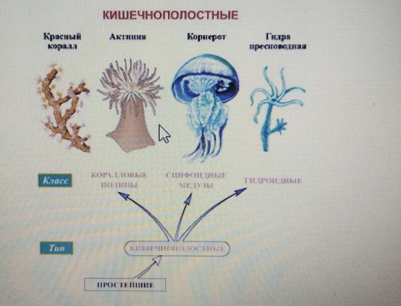 Тип Кишечнополостные представители