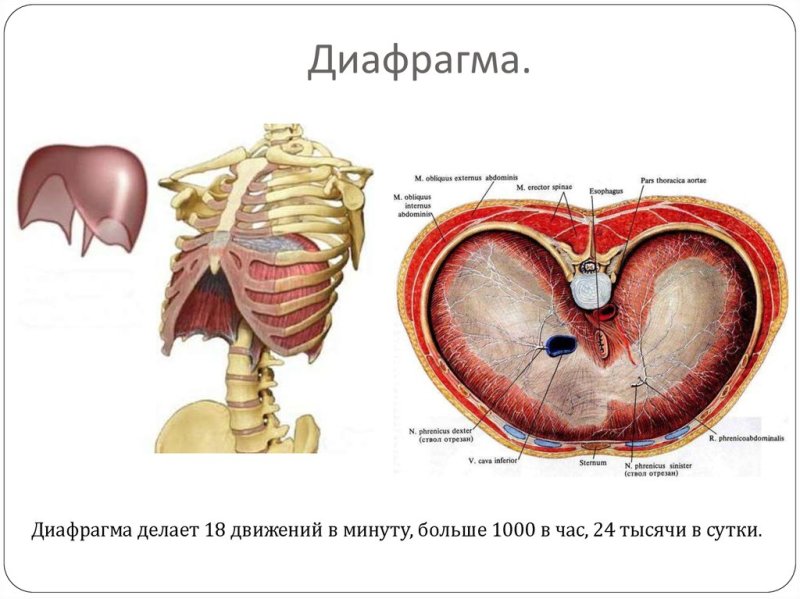 Диафрагма человека