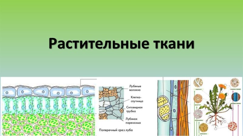 Ткани растений рисунки