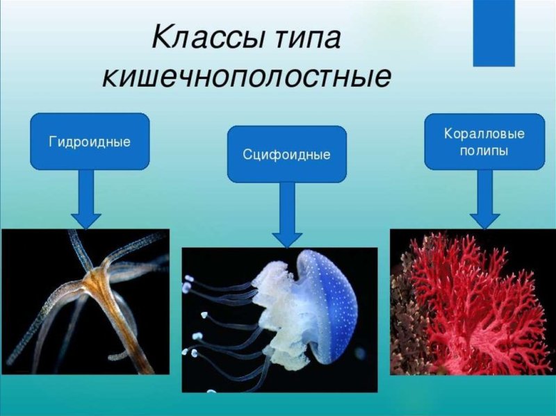 Сцифоидные черви