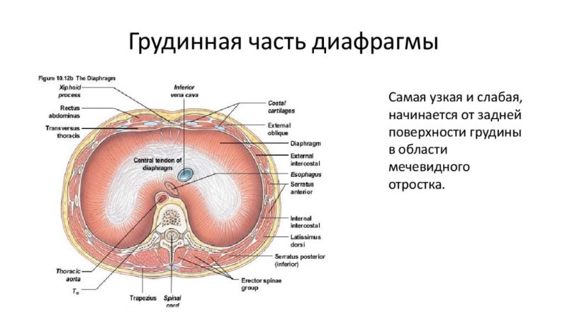 Строение диафрагмы топографическая анатомия