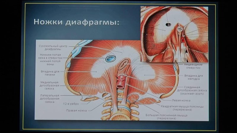 Ножки диафрагмы