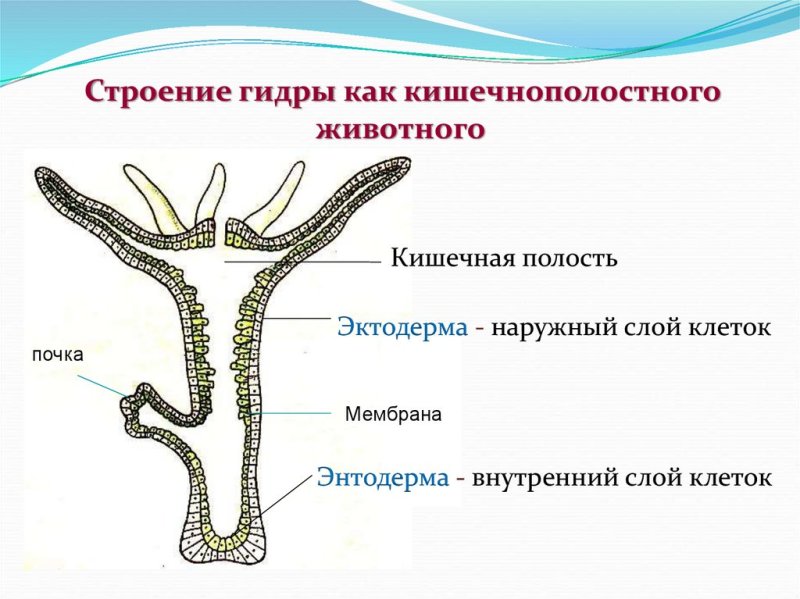Гидра Пресноводная строение