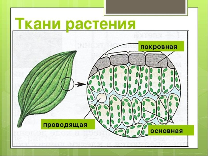 Основная фотосинтезирующая ткань растений