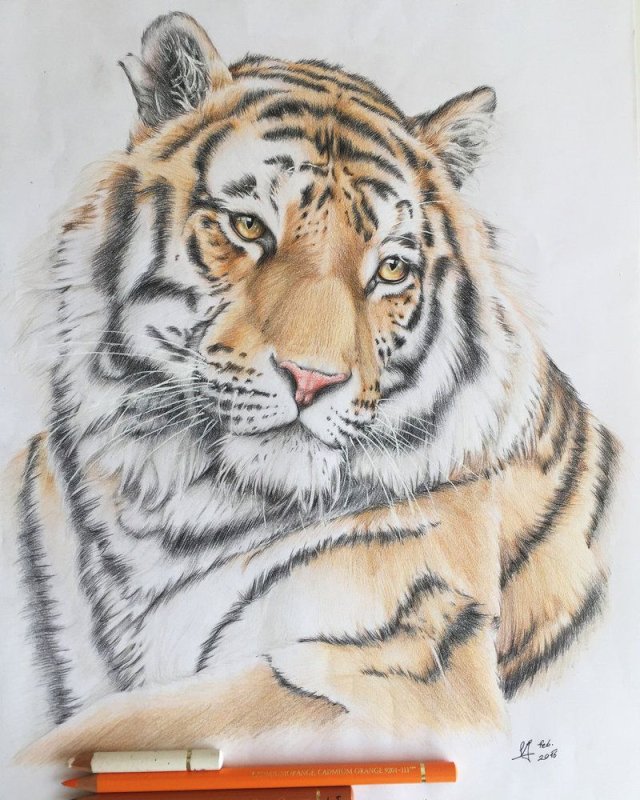 Рисунок Амурского тигра